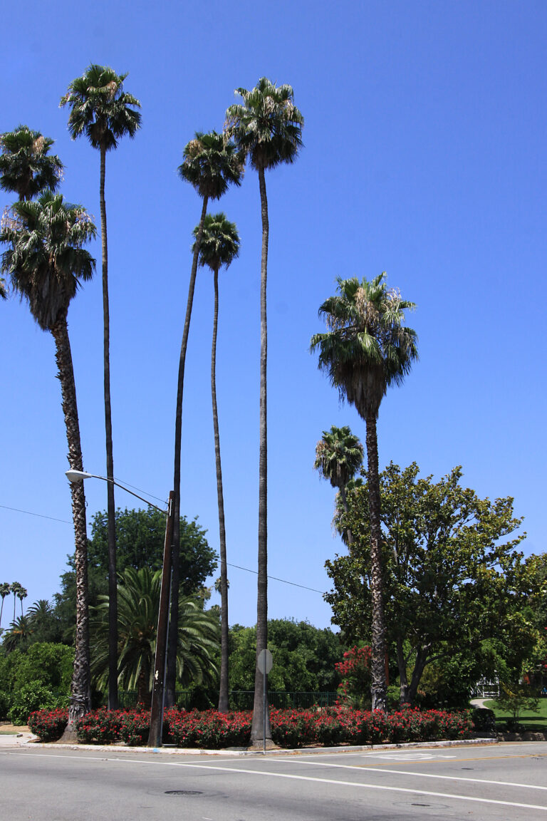 Roosevelt Palm 2011 01 768x1152