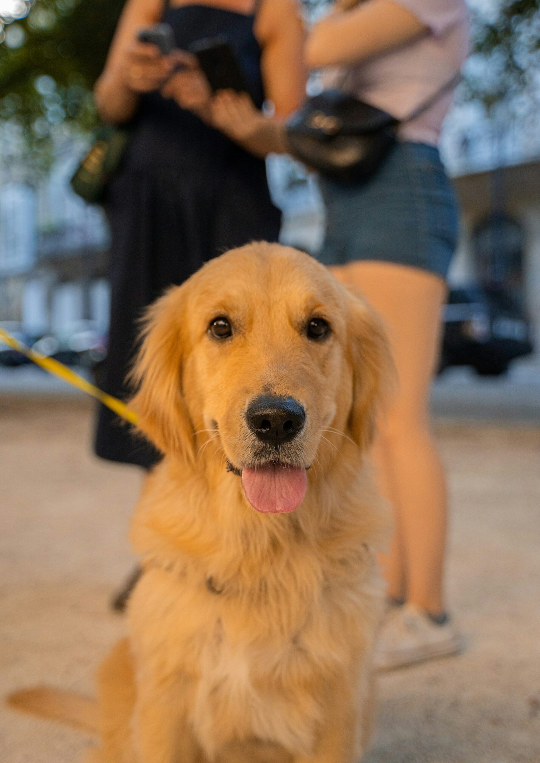 Riverside Celebrated as a Certified Pet-Friendly City