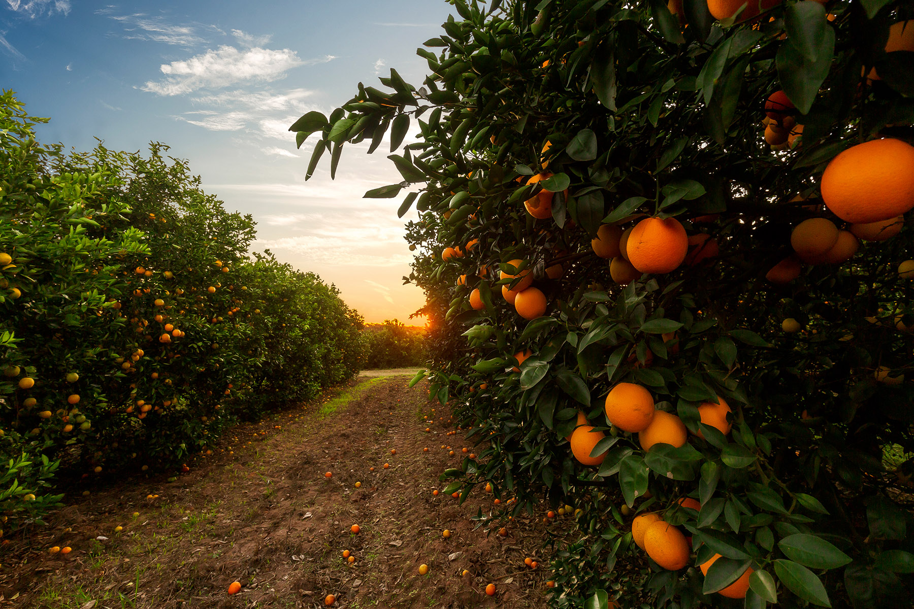 Discover Riverside’s Local Farms