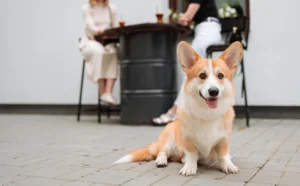 corgi dog sitting outside a cafe while two women have drinks in the background