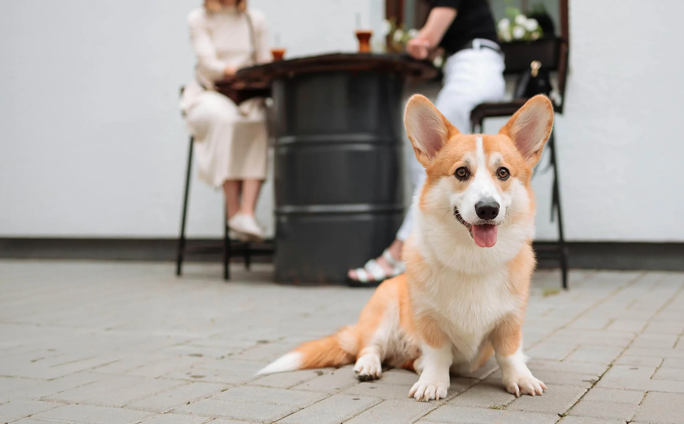 Pet Friendly Places